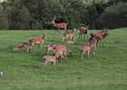 Parc National de Killarney (56)